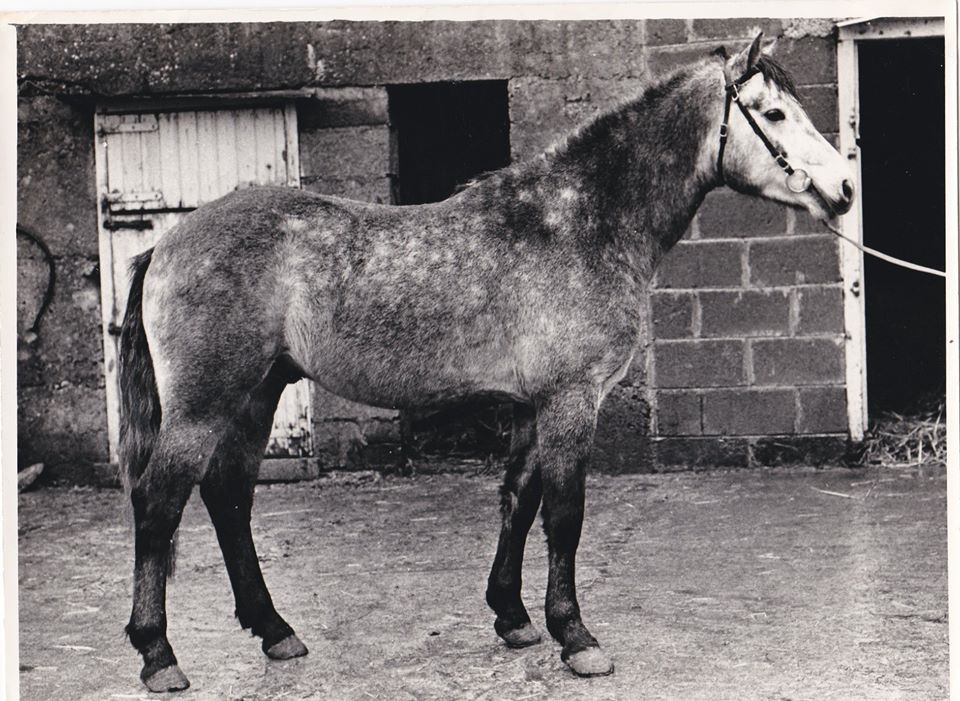 Connemara Pony